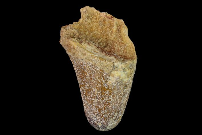 Cretaceous Fossil Crocodile Tooth - Morocco #140555